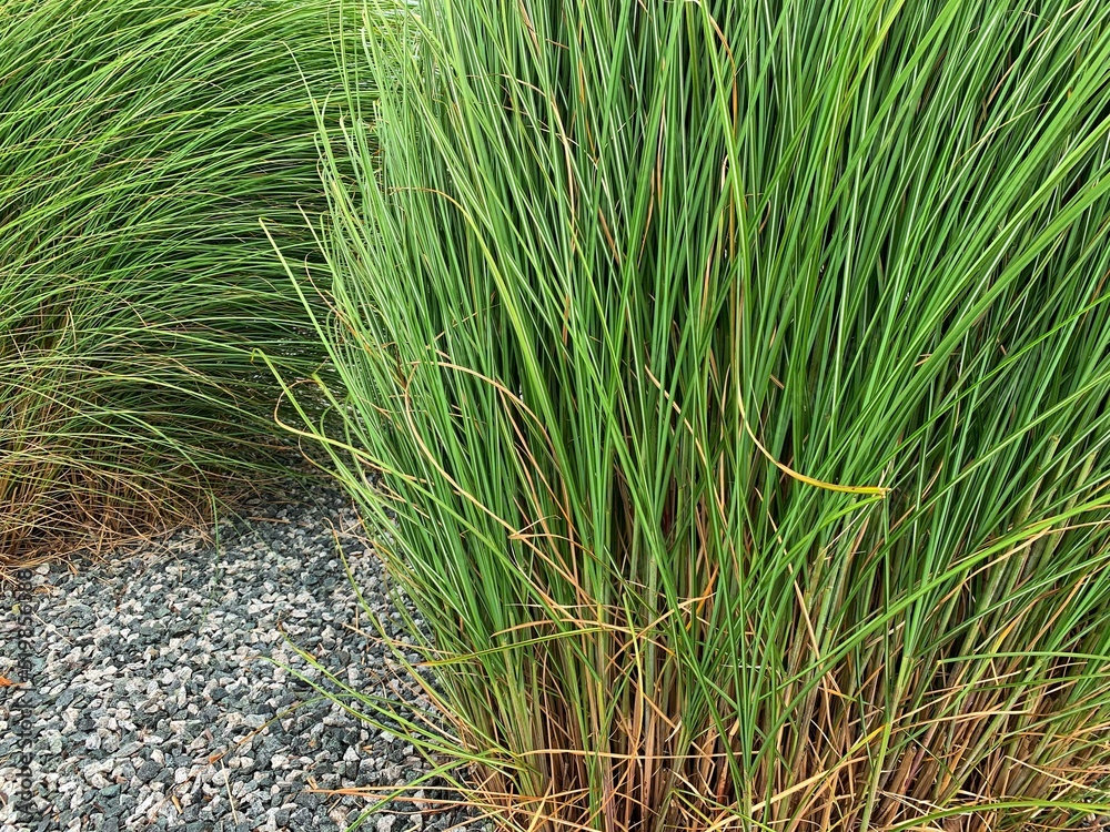 Thicket of Ornamental Tall Grass (Chinese Miscanthus 'Gracillimus') in Gravel Bed and Rockery - obrazy, fototapety, plakaty 