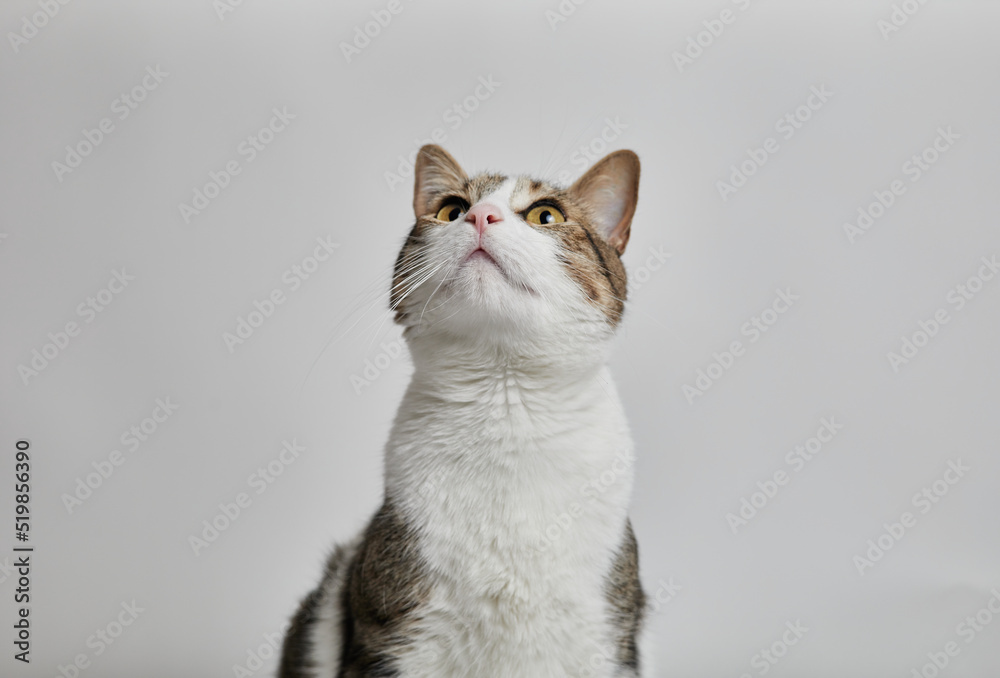 CAT PLAYING IN WHITE BACKGROUND