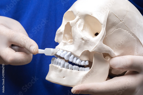 Treatment of toothache. A dentist holds a plastic human skull and teaches how to properly brush your teeth.