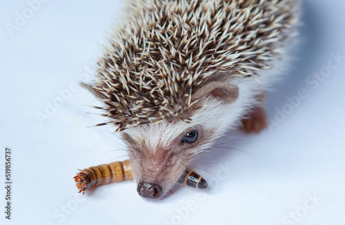 A pet hedgehog eats a larva of a mealworm on a white background close-up. photo