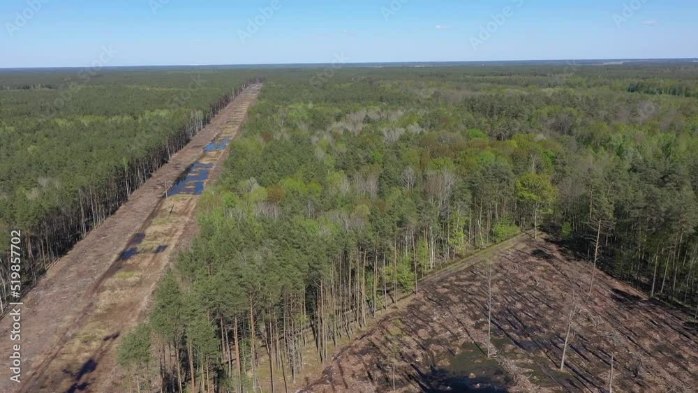 A fresh green pine forest shot in the spring with a drone from the air. Forest destruction and felling of trees, drone view Deforestation forest and Illegal logging A fresh green pine forest shot in the spring with a drone from the air. Forest destruction and felling of trees, drone view Deforestation forest and Illegal logging