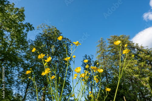 Amazing close-up of blooming yellow flowers with trees and blue sky in background.