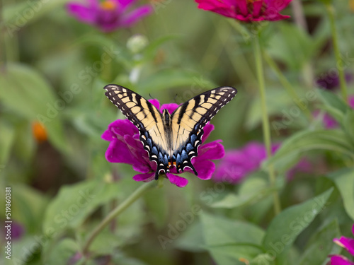 Butterfly © Abbey Reynolds