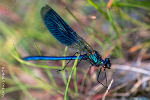 Close-up of beautiful flying insect with green grass in background.