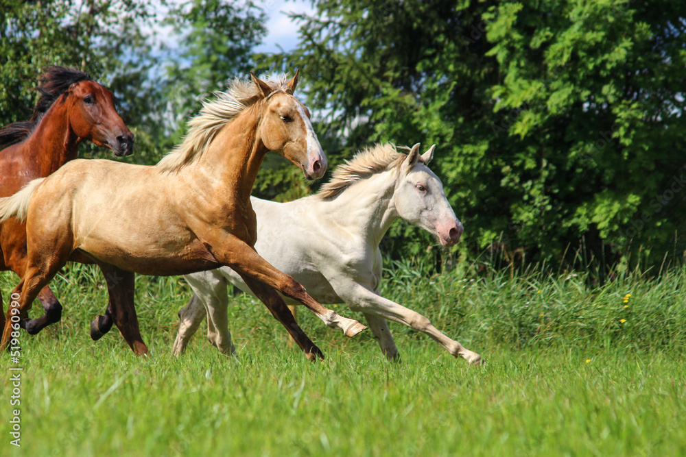 horse and foal, young horses galloping in the field at full speed, canter, horse and foal, young horses galloping in the field at full speed, canter,