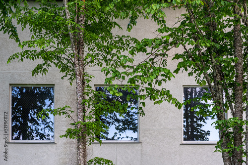 View of deciduous tree trunks with a gray concrete house with windows in the background on a sunny summer day 