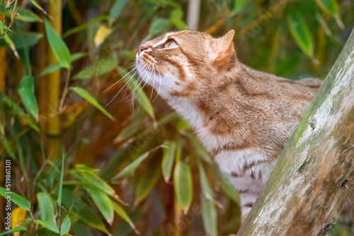 Obraz na płótnie Rusty-spotted cat in captivity at zoo