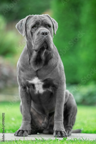 Obraz na plátně Grey male cane corso in the park