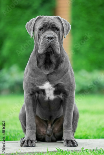 Grey male cane corso in the park