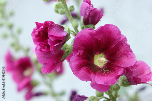 Burgundy red Hollyhock flowers, Mallow. Alcea rosea is plant in the family Malvaceous. Blooming Hollyhock Malva flowers in the garden. Close up  Althaea rosea flower on blurred background. 
 photo