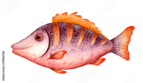 perch fish watercolor stylized image