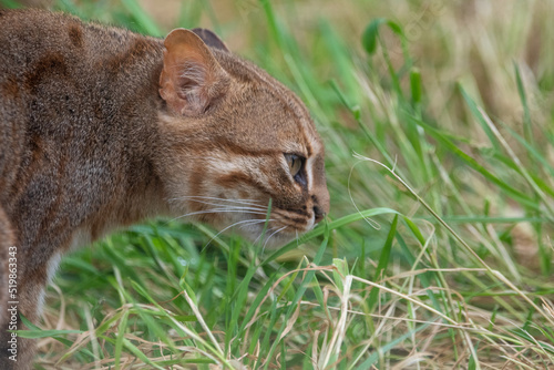 Fotografia Rusty spotted cat laying in grass. Captive in zoo