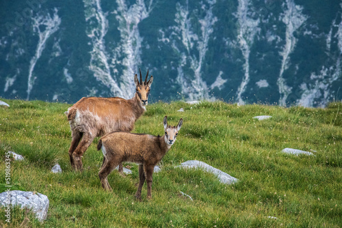 goat in the mountains