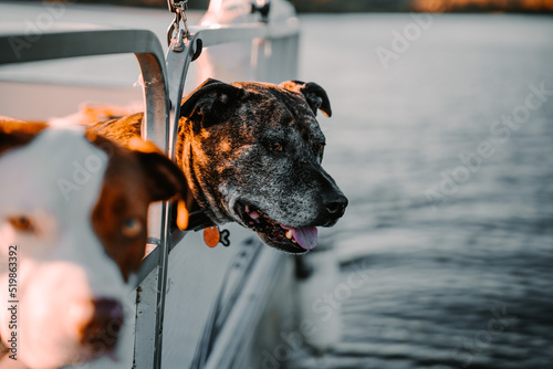 Old dog on boat