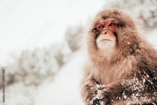 Japanese macaque in a snow environment. Near Hakuba. photo