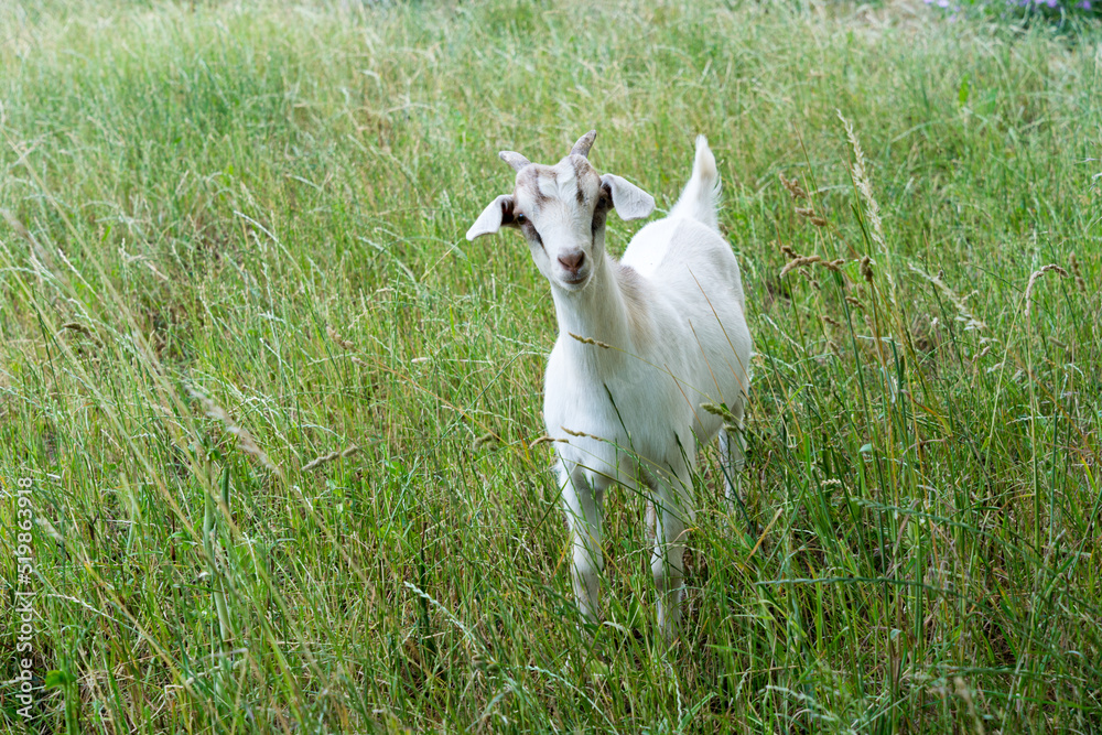 Obraz premium cute goat in the meadow
