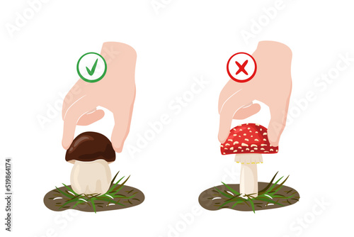 Poisonous and edible mushrooms concept. Forest wild mushrooms types Fly agaric and Cep. Picking rules vector illustration on a white background.