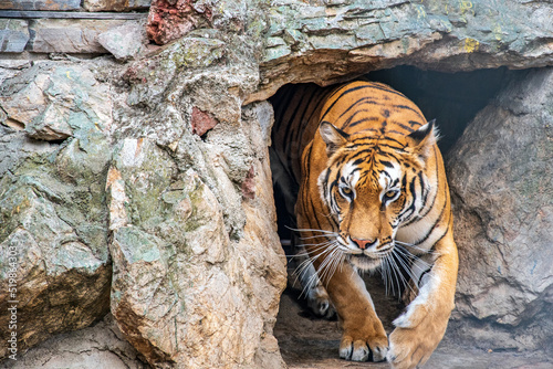 tiger in the zoo