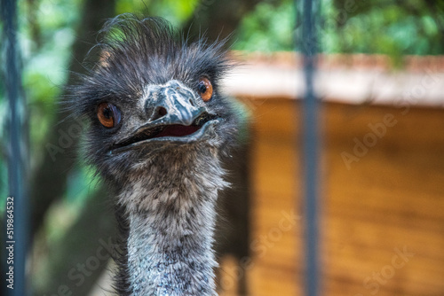 emu close up photo