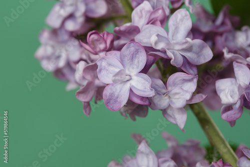 Twig of lilac isolated on green background  macro.