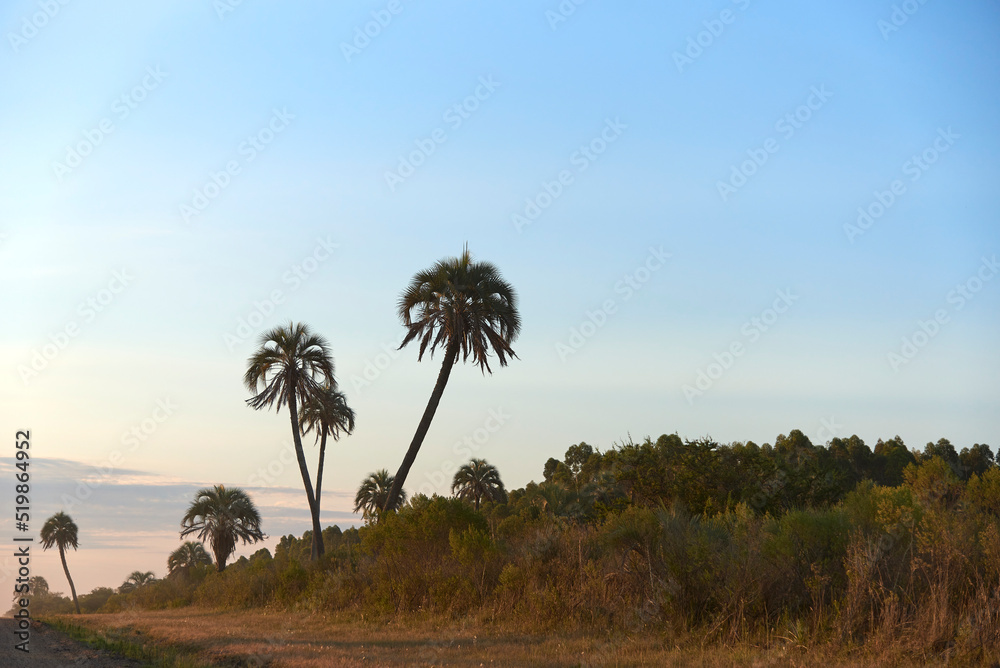 Sunset in El Palmar National Park, in Entre Rios, Argentina, a natural protected area where the endemic Butia yatay palm tree grows. Concepts: ecological tourism, enjoyment of natural landscapes. Sunset in El Palmar National Park, in Entre Rios, Argentina, a natural protected area where the endemic Butia yatay palm tree grows. Concepts: ecological tourism, enjoyment of natural landscapes.