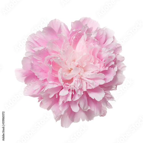 Pink peony flower isolated on white background.