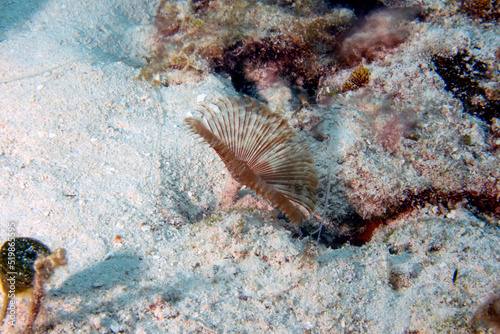 A Brown Fanworm  Notaulax nudicollis  in Cozumel  Mexico