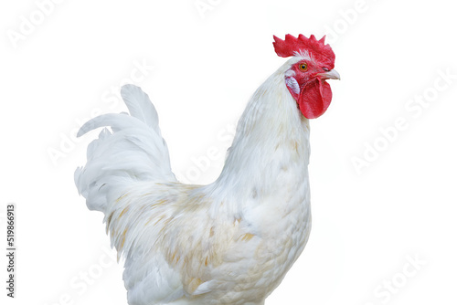 White rooster with red comb isolated with clipping path