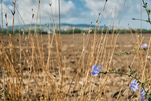 Blurred background of arable land after harvest. Selective focus on chicory flowers and dry grass. Idea for background or wallpaper about environmental issues, drought and soil erosion. Space for text