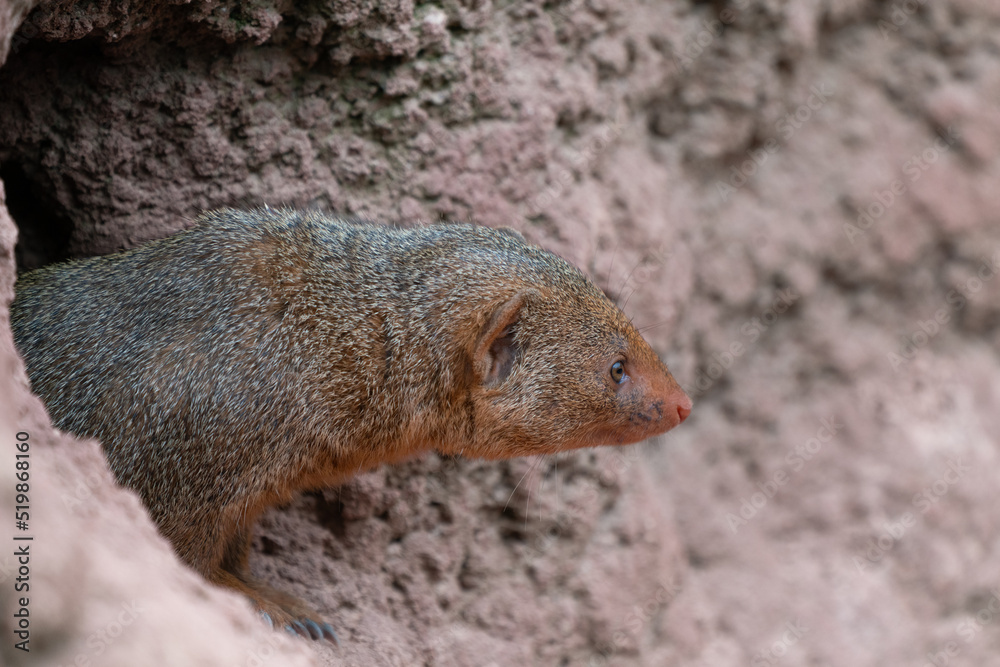 Cute common dwarf mongoose, Helogale parvula, on a sandy ground. Mongoose species native to Angola, northern Namibia, KwaZulu-Natal in South Africa, Zambia and East Africa. Cute common dwarf mongoose, Helogale parvula, on a sandy ground. Mongoose species native to Angola, northern Namibia, KwaZulu-Natal in South Africa, Zambia and East Africa.