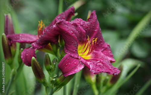 Foto Daylily flower Hemerocallis Purplelicious in water drops after rain