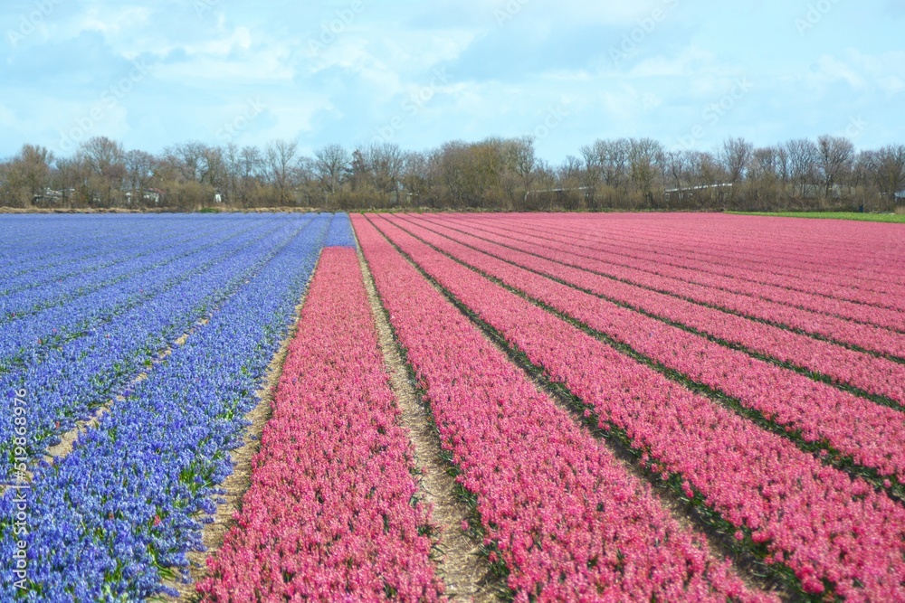 Hyacinth flower field in Julianadorp, the Netherlands.	