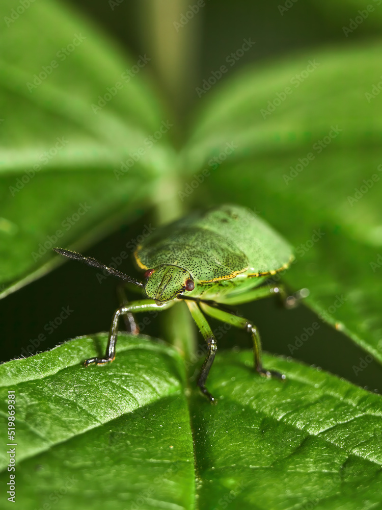 Green shield bug (Palomena prasina) on a green leaf Green shield bug (Palomena prasina) on a green leaf