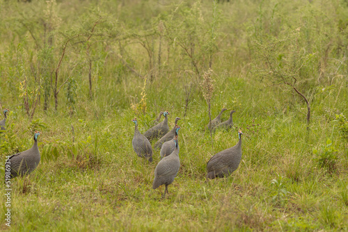 Many guinea fowls on the green grass in National Park, Africa photo