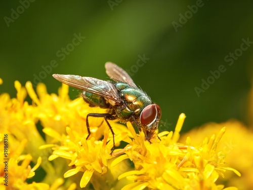 Small green fly on a yellow flower
