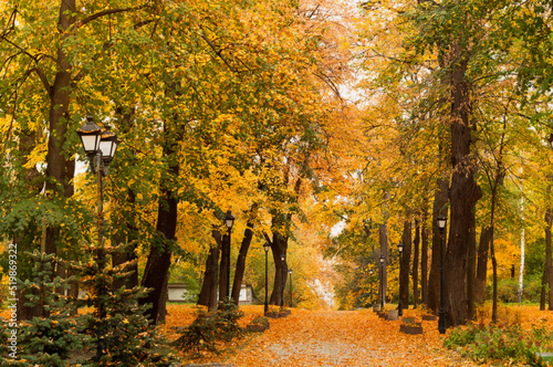 Vladimirskaya Gorka - Park alley with yellow leaves. Autumn city decor or Autumn mood.