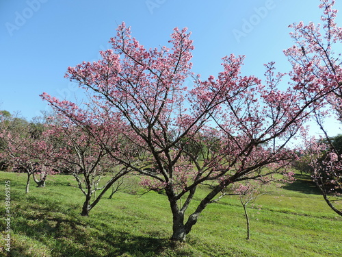O tempo de floração das cerejeiras é muito curto – cerca de duas semanas. Originária de países asiáticos, a cerejeira-do-Japão tem sua floração entre junho a agosto. photo