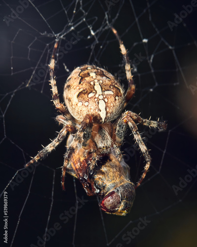European garden spider (Cross spide) with fly victim