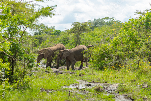 African elephants taking bath in a water pool with mud