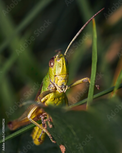 Green grasshoppers (caelifera) between the green grass