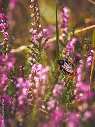Bombus rupestris (cuckoo bumblebee) between between the purple heather