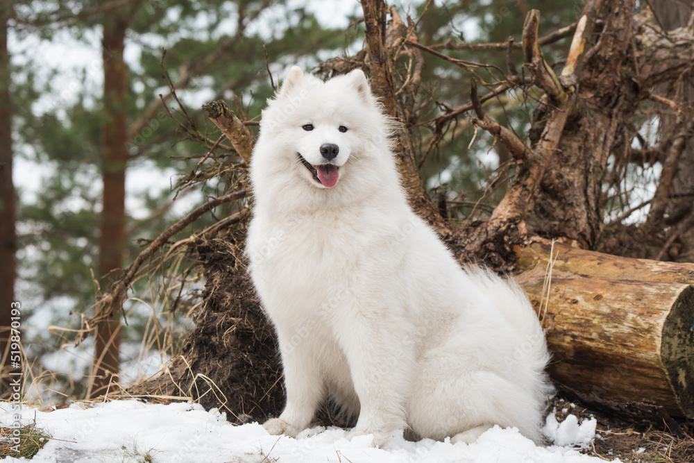 White fluffy Samoyed is walking in the forest, Balta kapa in Baltic, Latvia White fluffy Samoyed is walking in the forest, Balta kapa in Baltic, Latvia