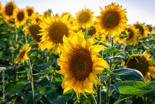 Sunflower fields And blue Sky clouds Background.Sunflower fields landscapes on a bright sunny day with patterns formed in natural background.