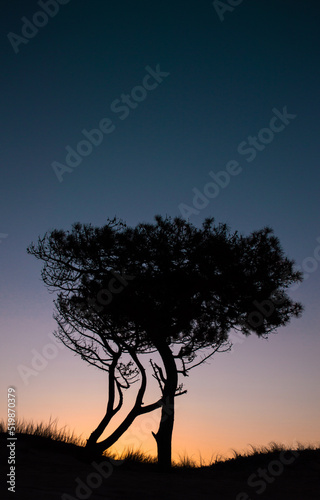 Arbol