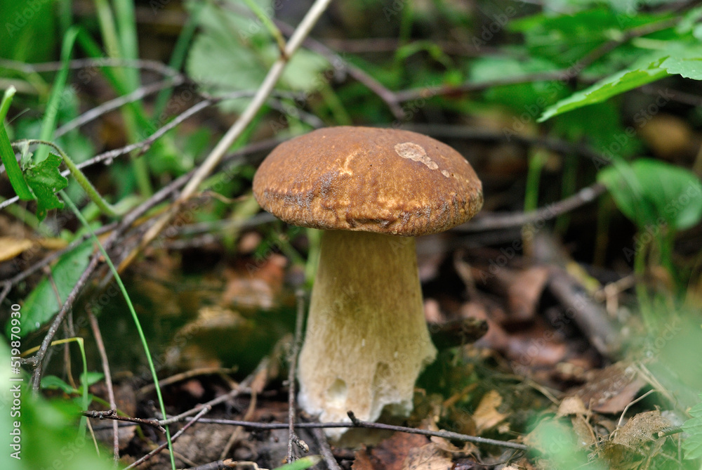 Picking mushrooms in the forest Picking mushrooms in the forest