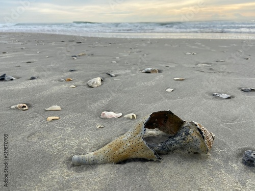 shell on the beach