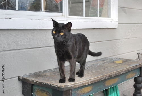 black cat on window
