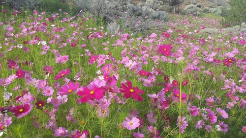 field of flowers
