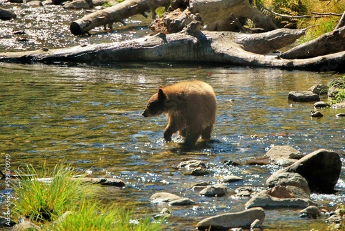 brown bear in the river