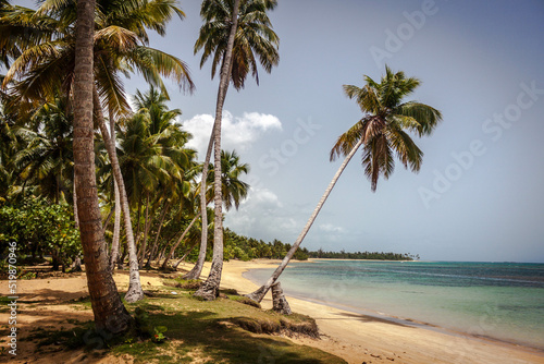 Fototapeta Naklejka Na Ścianę i Meble -  spectacular views of Caribbean beaches of samana in Dominican Republic
